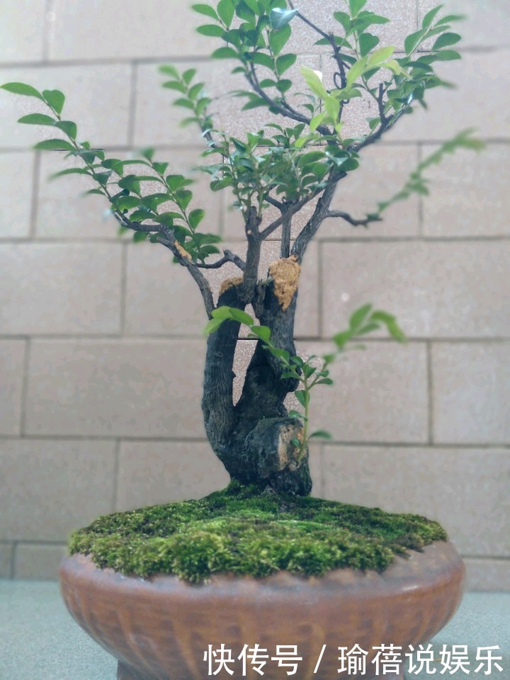 养护黑骨茶盆景,注意5个事项,不黄叶卷叶,枝繁叶茂好造型