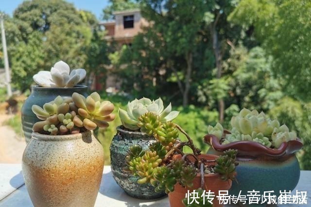 枫树|5种花扔外头,越下雨开得越好,超漂亮!5种花扔外头,越下雨开得越好,超漂亮!