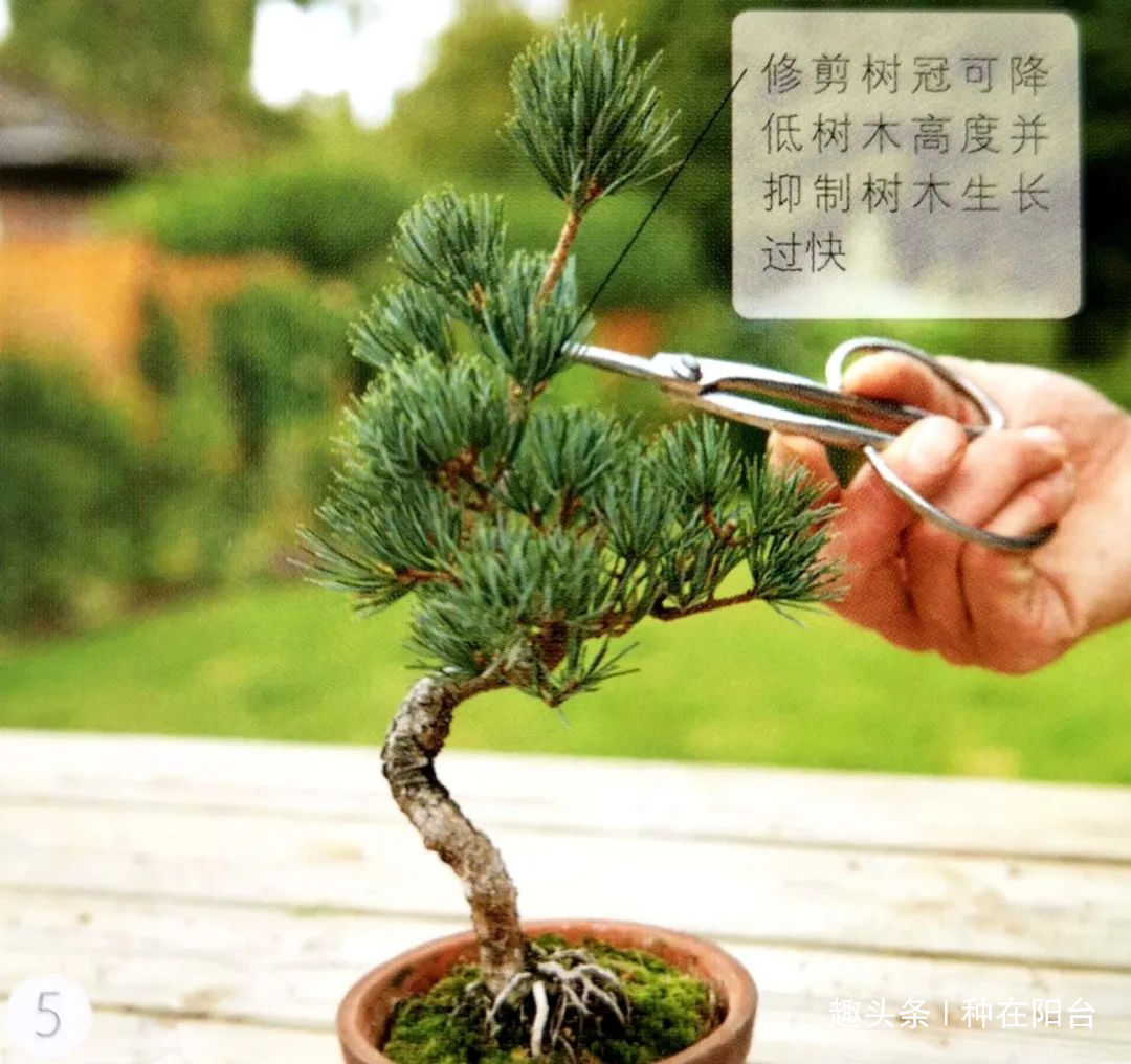 魅力|“岩石与树枝”一步步完美契合,叹服附石盆景的魅力无人能挡!