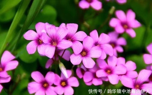 花色|新手养花,不如养盆花中精品“利西达斯”,花色粉红,古典优雅