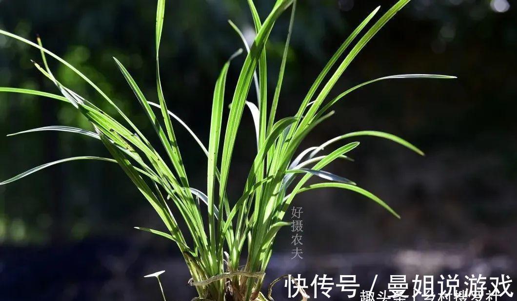 兰花叶尖常有枯黄焦黑，有没有实用的技巧，轻松就解决问题？