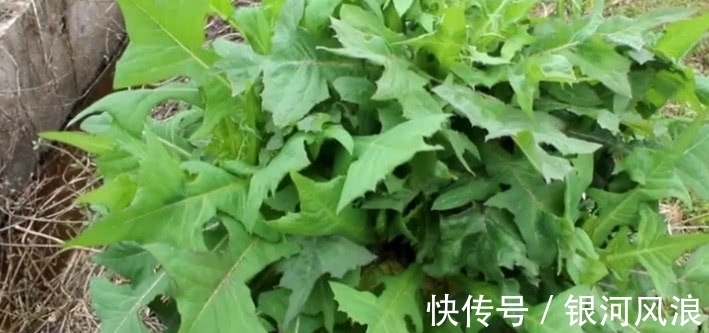 苦麻菜|农村山上这野菜，30年前是老农的“救命菜”，如今是一种中药材