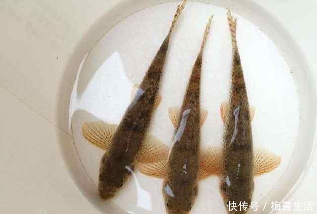 漂相不中鱼|浮漂顶起又落下,提竿却均不中鱼解读3种奇怪漂相不中鱼的原因