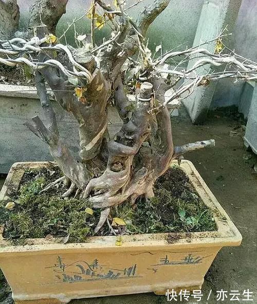 土壤|这5种绿植,养成盆景观赏价值高,注意这些技巧很快成老桩