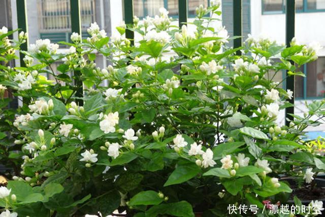 养花|夏天养花,别做几种“险事”,避免养一盆烂一盆