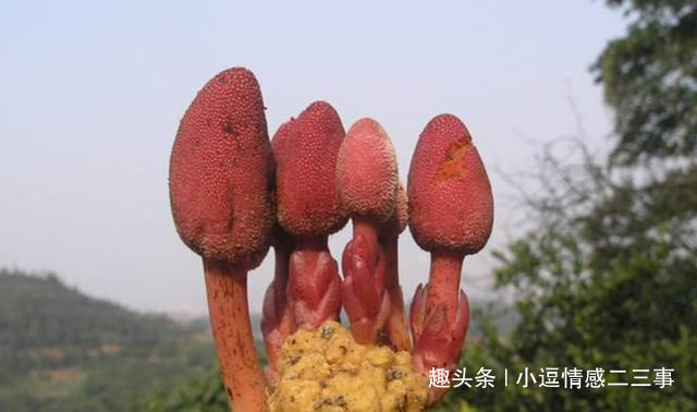 钟馗|此物长于深山中,俗称“钟馗判官笔”,长相难看,但异常珍贵