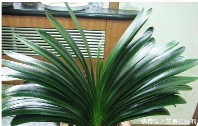 君子兰不开花?教你这样浇水,君子兰健壮不烂根,开花爆盆不是梦