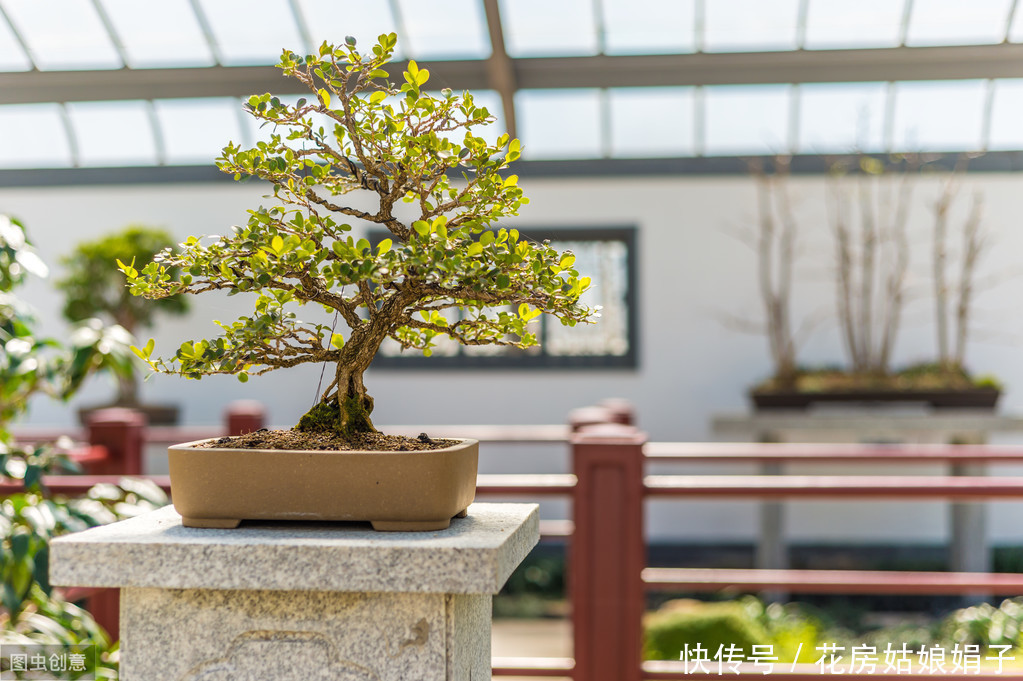 黄杨树被制作成盆景前需要经历哪些?没想到,竟然这么多工序
