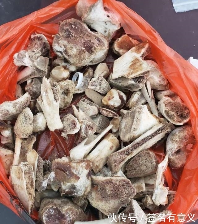 骨头|用一种废渣养三角梅,满树的花苞,开花一次接一次