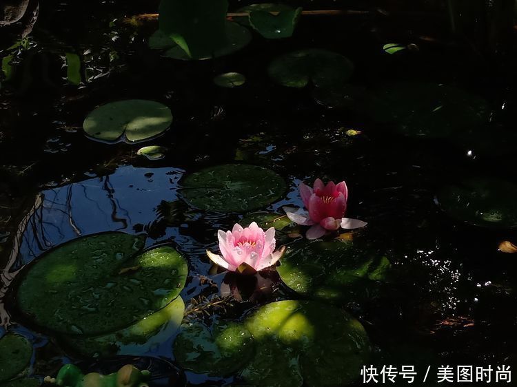 美好时光|花园改造：3年前买了栋带170㎡花园的房子，过上种花草的乡村生活