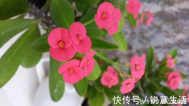 被列入黑名单的花,再便宜也不要!买花需要注意的几个情况