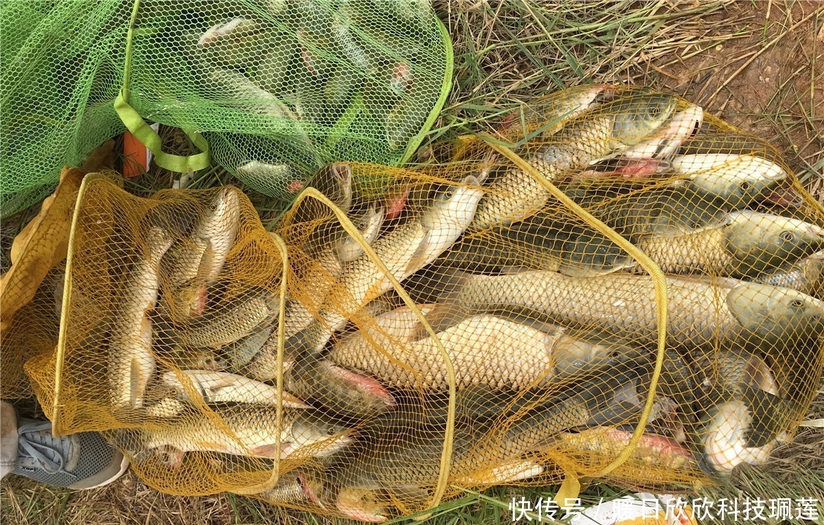 自制|夏天野钓强效自制窝料配方分享,适用广谱成本低,适合守大鱼