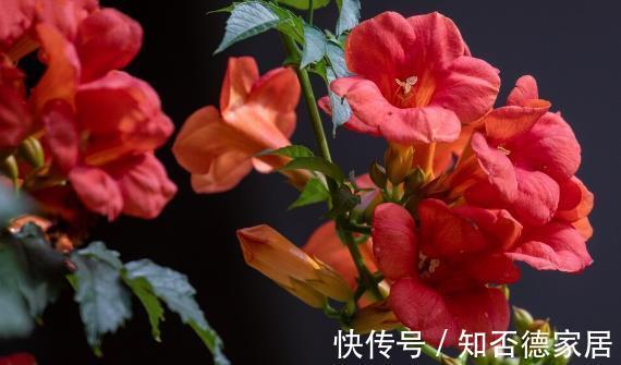 适应能力|零下20度冻不死的花草清单,种在北方小院,可多年赏花