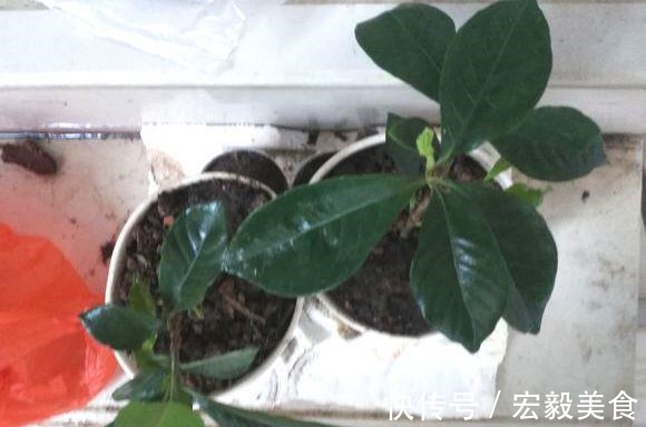 天竺葵|3种懒人扦插法,插啥都活,大白根蹭蹭冒!