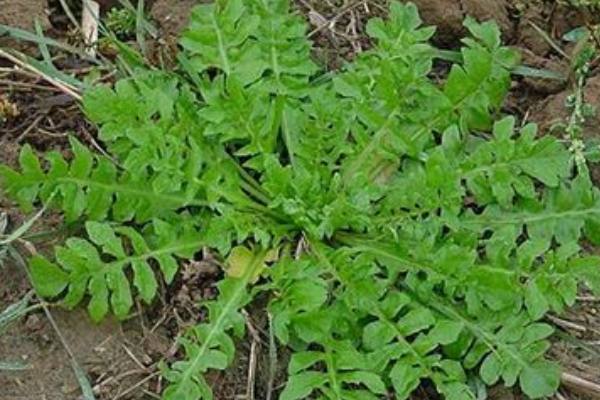 荠菜|农村被埋没的4种野菜,比蒲公英好100倍,尤其适合老年人