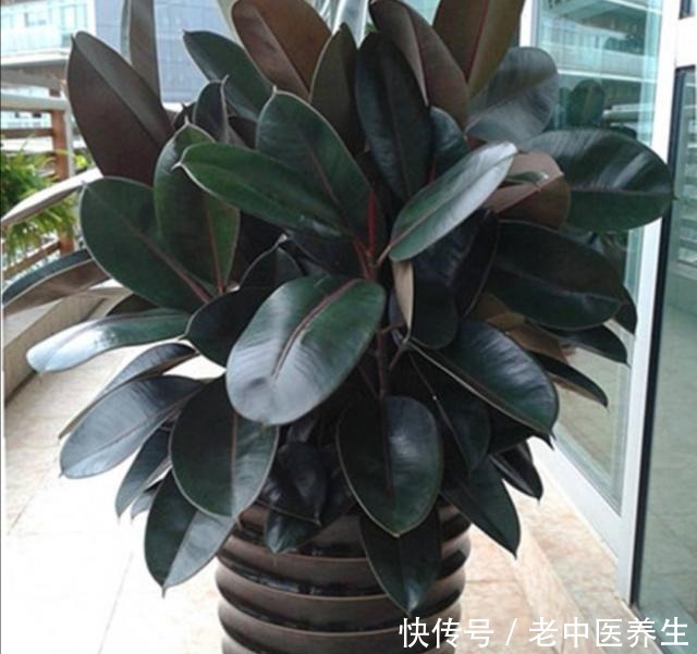 观叶|室内养什么植物好，4种常见观叶花卉，清新、美观又大方！
