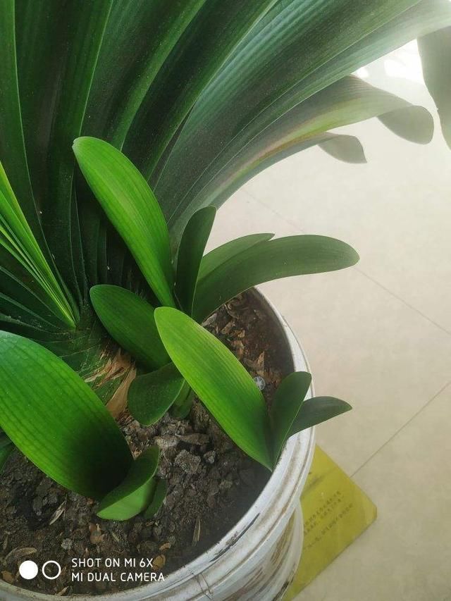  们可以|虎皮兰周围扒圈土，小钢芽嗖嗖冒，一盆能分出10几盆