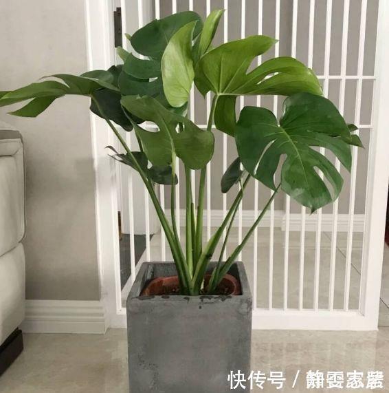 种花|5种花在夜间“呼吸”,适合放在卧室内,可净化废气,对睡眠好