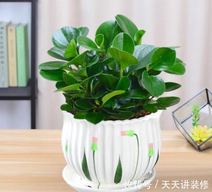 茶几上摆放什么花卉?7种绿植,精巧玲珑,清新素雅,还特好养活