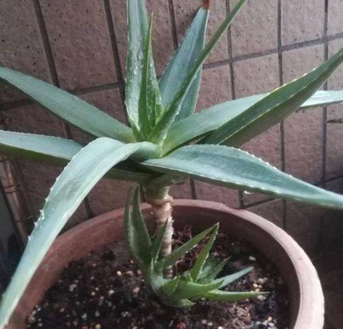 芦荟|教你正确栽培芦荟盆栽,养成老桩身价翻倍,方法简单有效