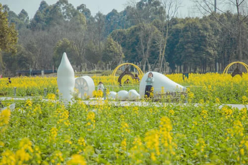 周末不出成都主城区，4万平花田不要门票，地铁10号线直达