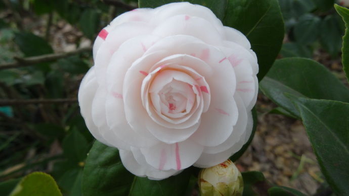 喜欢菊花，不如养盆花十八学士，似贵族少女，贵气十足，太美了！