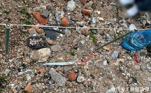 此鱼嘴巴尖细,很难钓到,聪明的渔民有办法放“针良船”