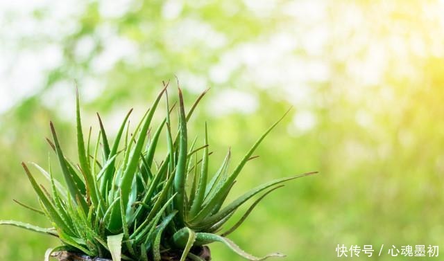 卧室就养4种花，“养人”又养气，不是没有道理！