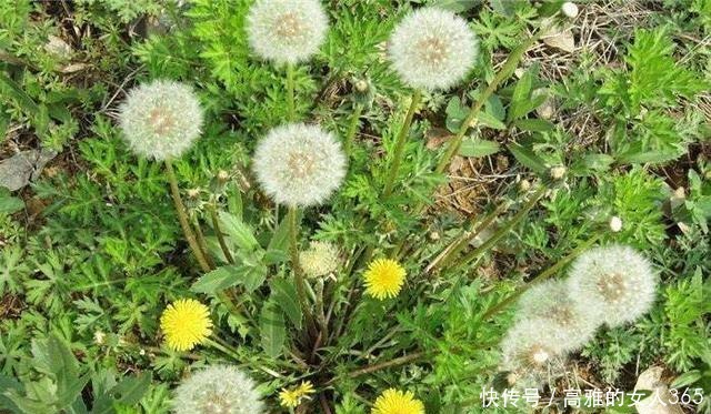 50种植物花语,不要再傻傻送错花了