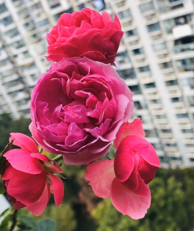 15款经典月季,好看好养,春天开成大花海!