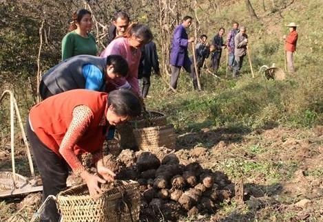 一绝|亩产超6000斤,全株都有毒,我国食用2000多年,做成豆腐是一绝