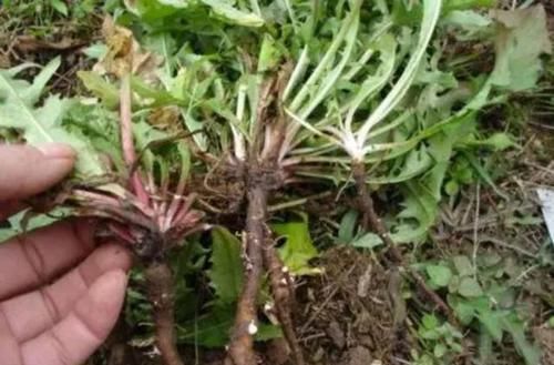 叶子|蒲公英的叶子、根茎、花泡水喝，作用是否相同？日常牢记两不喝！