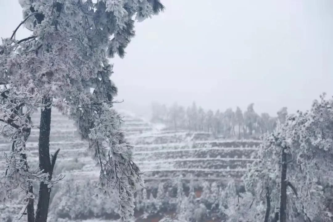 雾凇|绝了！天台冬季美景，宛如冰雪世界！一天看8小时都不够!