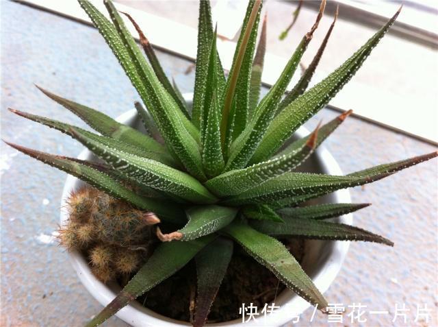 10个人有9个人不喜欢“4种花”,殊不知,都是除螨、杀菌“高手”