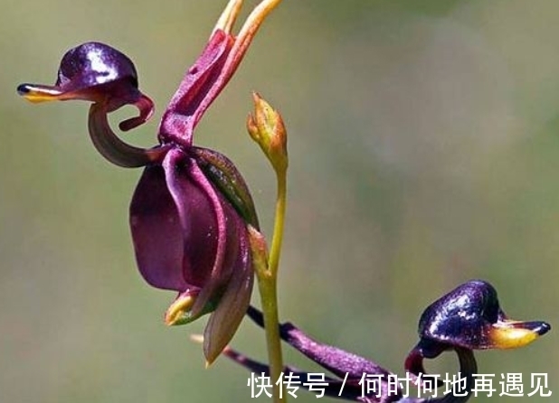 大王花|5种“奇葩花”，一个比一个奇特，养了1种也厉害！