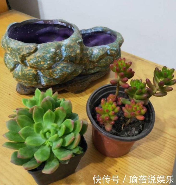 多肉叶子皱皱巴巴别光浇水，多半是伤根该换盆了！