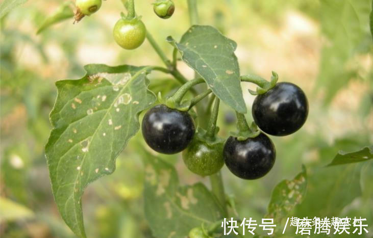 蛇莓|小时候常见又叫不上名的植物，终于知道叫啥了，太全了