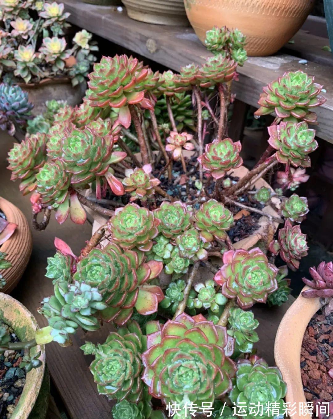 十几年的多肉“妖精”,自然老桩头,造型太美