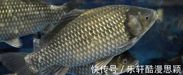 浙江一男子野钓频繁“双咬”，两小时钓获20多斤，网友神级钓手