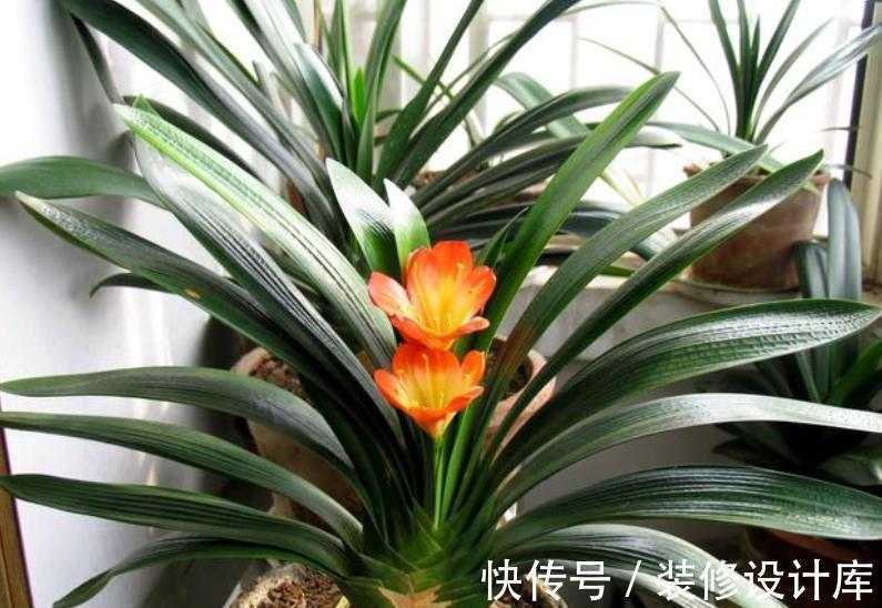 秋天养君子兰,教你喂勺“催叶水”,一次长2对叶子,开花更艳丽