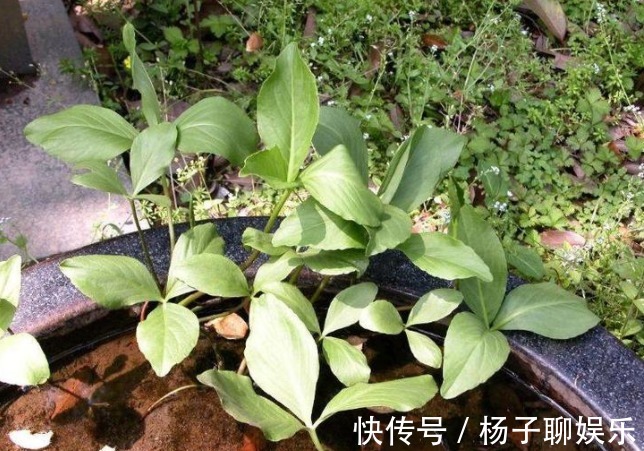 失眠|乡下一种怪草,人吃了就想睡觉,人称“醉草”,治疗失眠很管用