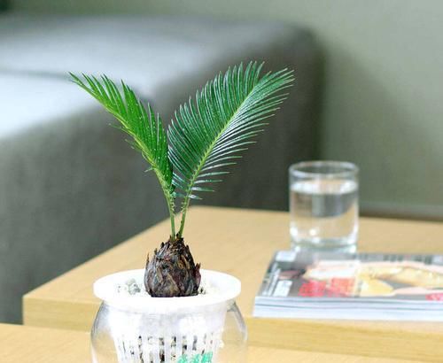 适合小盆养殖的3种花卉，漂亮易打理，颜值不逊色于大型盆景