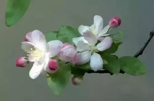 瑞香花|全国56市市花，太美了