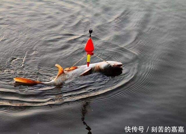 钓友注意旧鱼漂别用了,新式“七星漂”一出,不愁大鱼钓不到