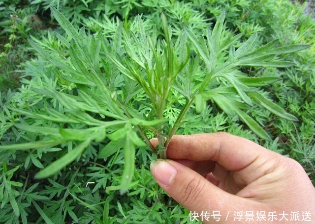 泡水|艾叶泡水太厉害了,男人女人都离不开,值得分享给身边人!
