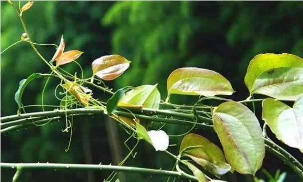 根茎|农村有1“金刚藤”,上至叶,下至根,浑身是宝,遇见可赚大了