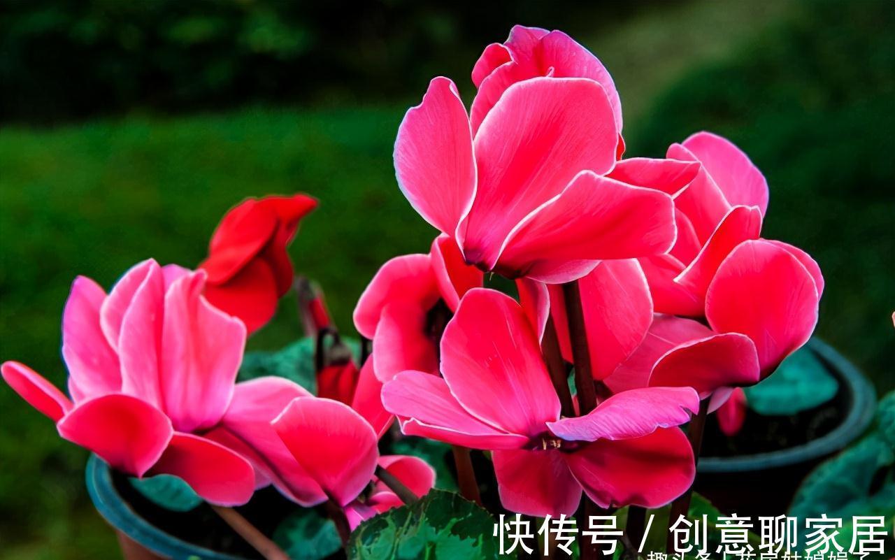 蝴蝶兰|北阳台能养出漂亮的花来吗?建议养这几种花,好养易活开花漂亮
