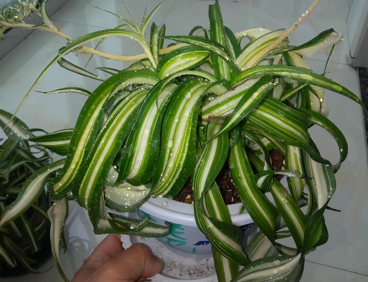 阳台上|4种可爱的吊兰,有的开花有的四季常绿,养阳台上很皮实很美丽