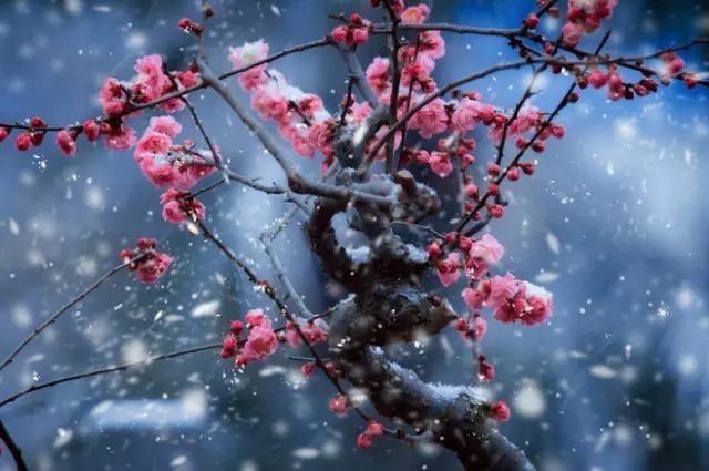 中国十大名花欣赏,美极了!