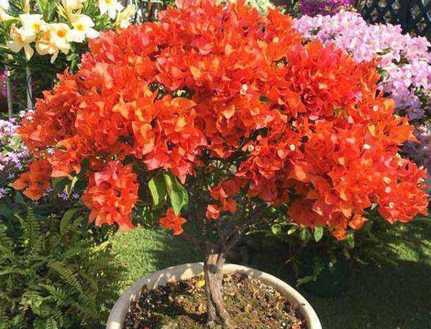 养好三角梅,学会这4招,1年四季开花不断,爆成花球,比绿萝好养